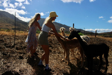 a herd of sheep standing on top of a grass covered field