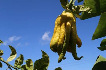 Budda's Hand fruit hanging from a tree