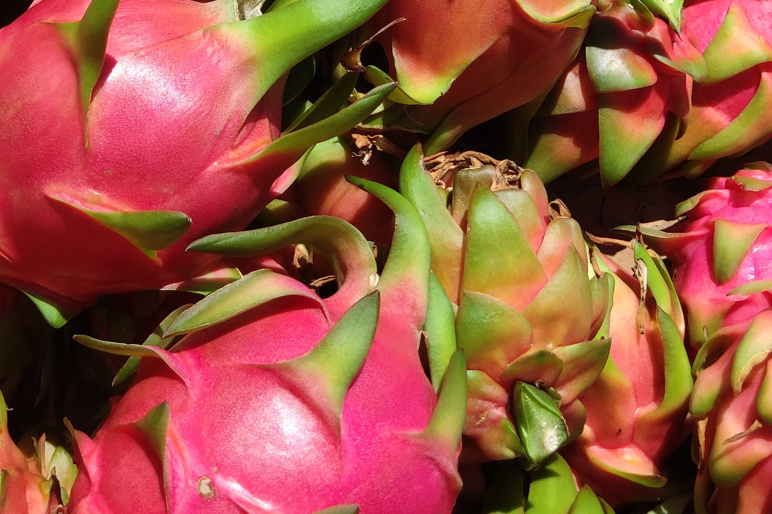 fresh dragonfruit