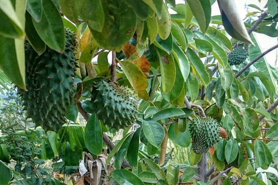 soursop on the tree